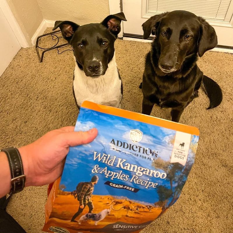 The Life-Changing Magic of Rescue Dogs - Addiction Singapore