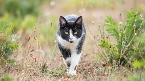 Unveiling Extraordinary Traits: Mind-Blowing Cat Facts!