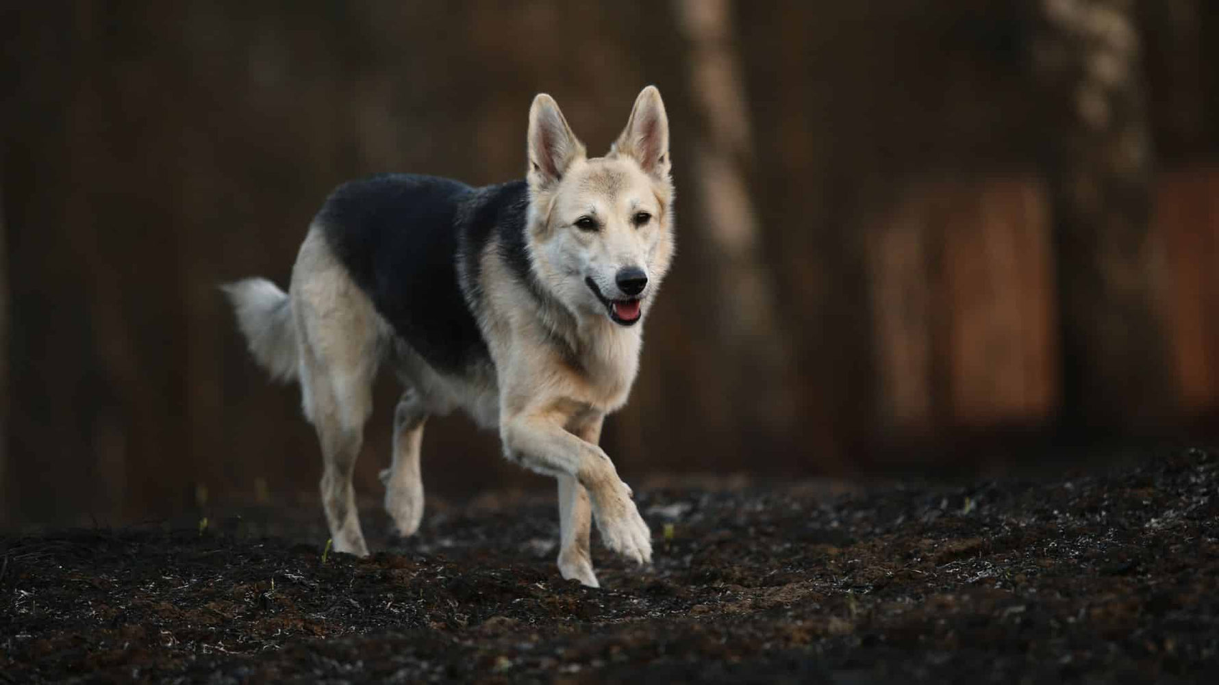 The Power of Ultra-High Protein Diets for Dogs - Addiction Singapore