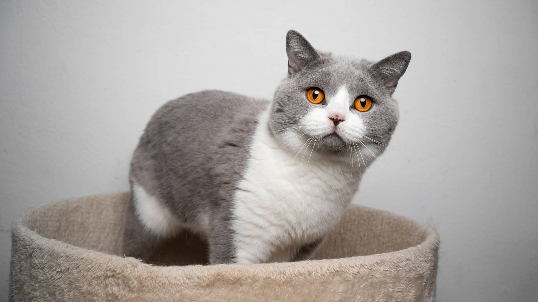 The Salmon Secret to Shiny Feline Fur - Addiction Singapore