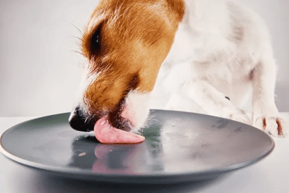 The Science Behind Fresh Meat - Addiction Singapore