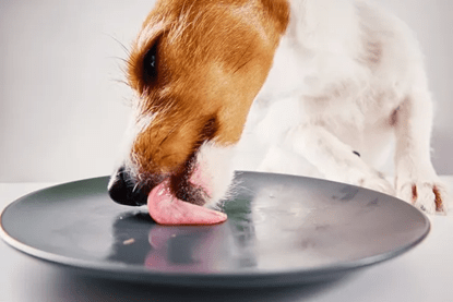 The Science Behind Fresh Meat - Addiction Singapore