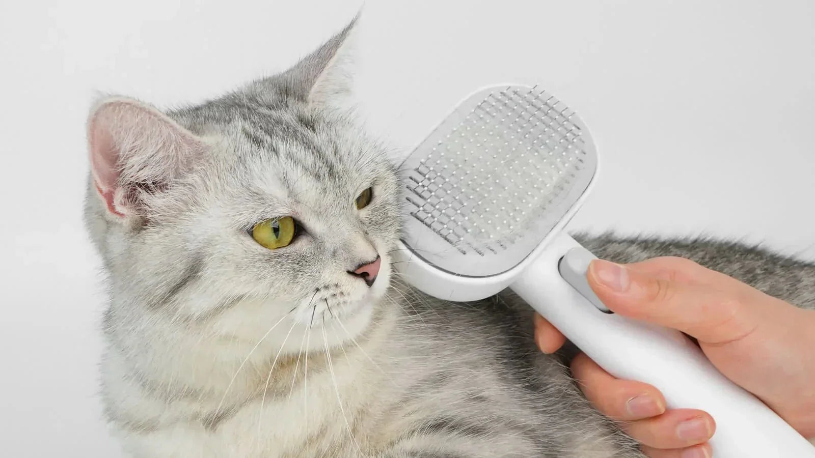 The Ultimate DIY Cat Grooming Guide: Essential Tools & How to Use Them - Addiction Singapore