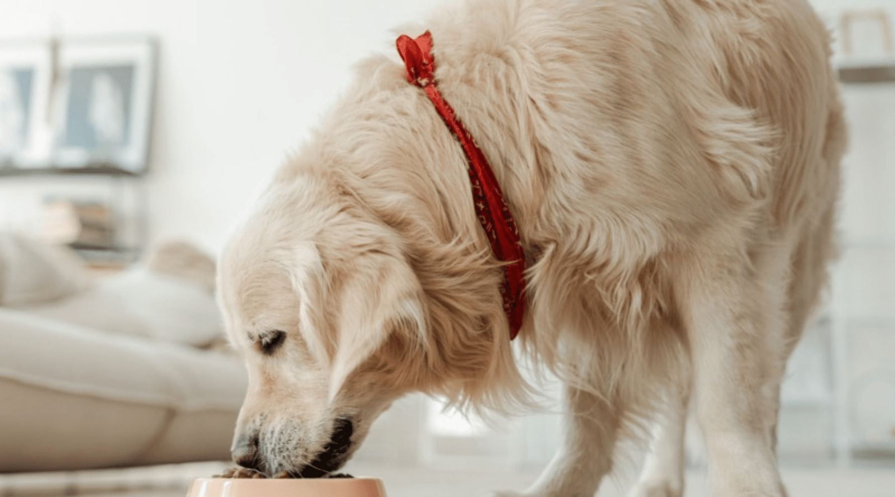 The Ultimate Guide to Elevating Your Dog’s Mealtime: Perfect for Senior Large Dogs - Addiction Singapore