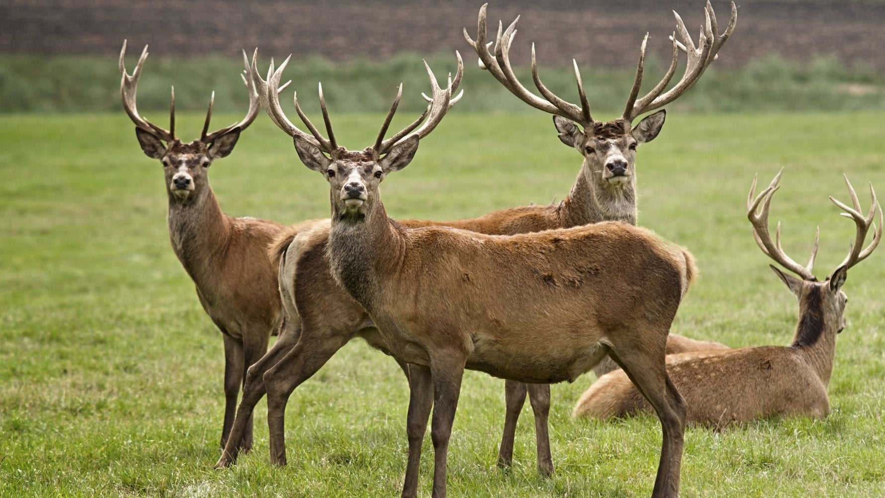 The Venison Advantage: Relief for Sensitive Canines - Addiction Singapore