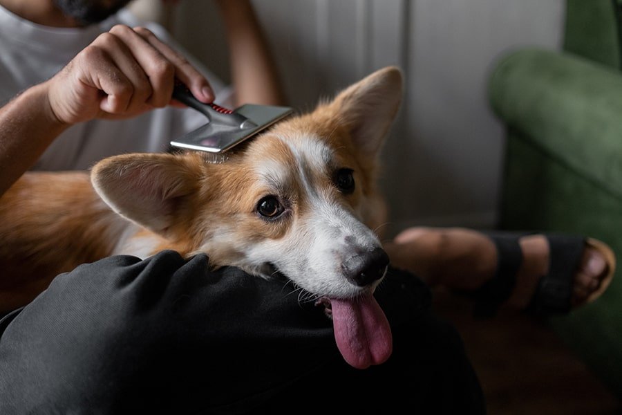 Tips for Healthy Skin and Coat Care in Adult Dogs and Puppies - Addiction Singapore