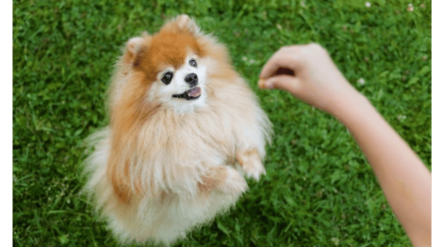 Top 5 Health Issues in Small Dogs and How to Prevent Them - Addiction Singapore
