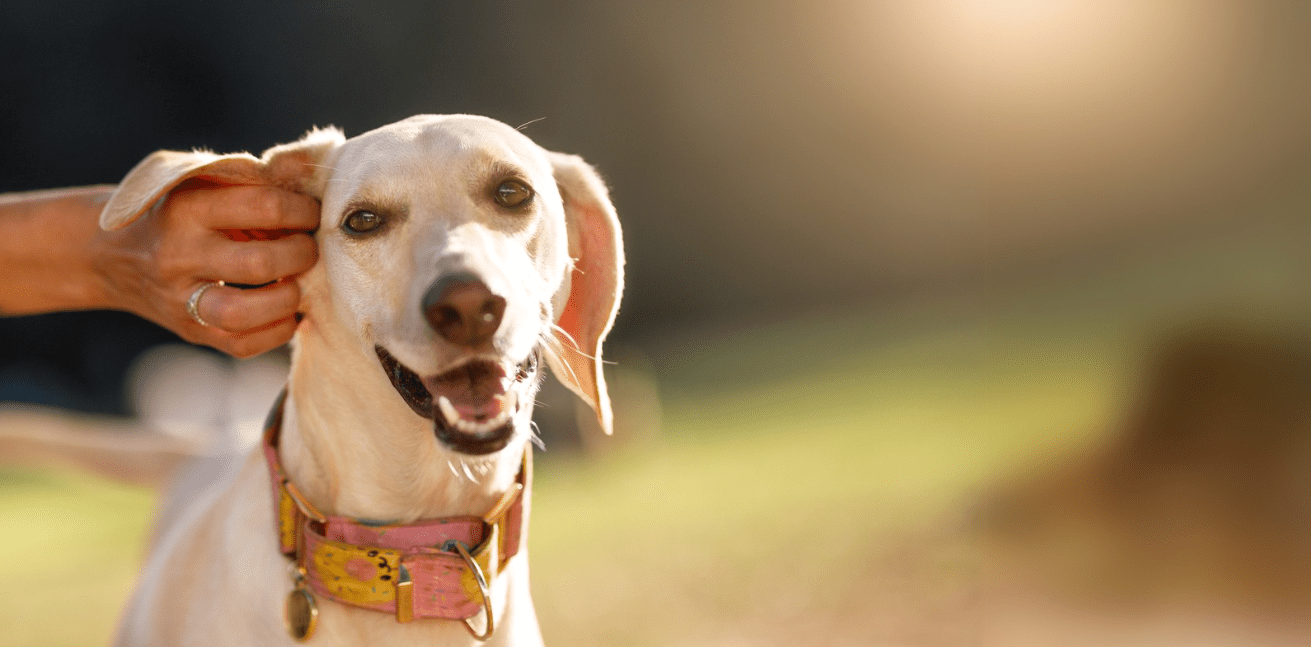 Top 5 Signs Your Pet Might Have a Food Sensitivity - Addiction Singapore
