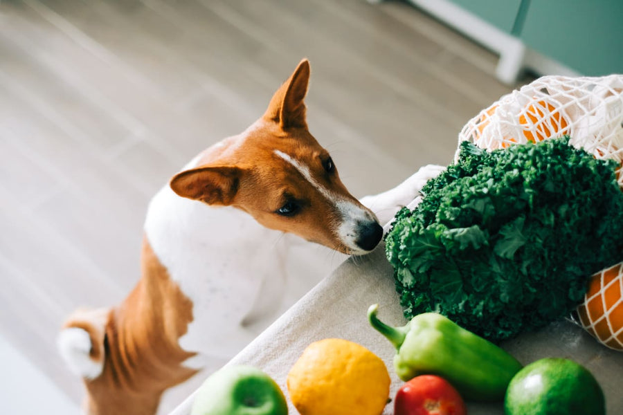 Top Superfoods for a Shiny Coat & Healthy Skin in Dogs - Addiction Singapore