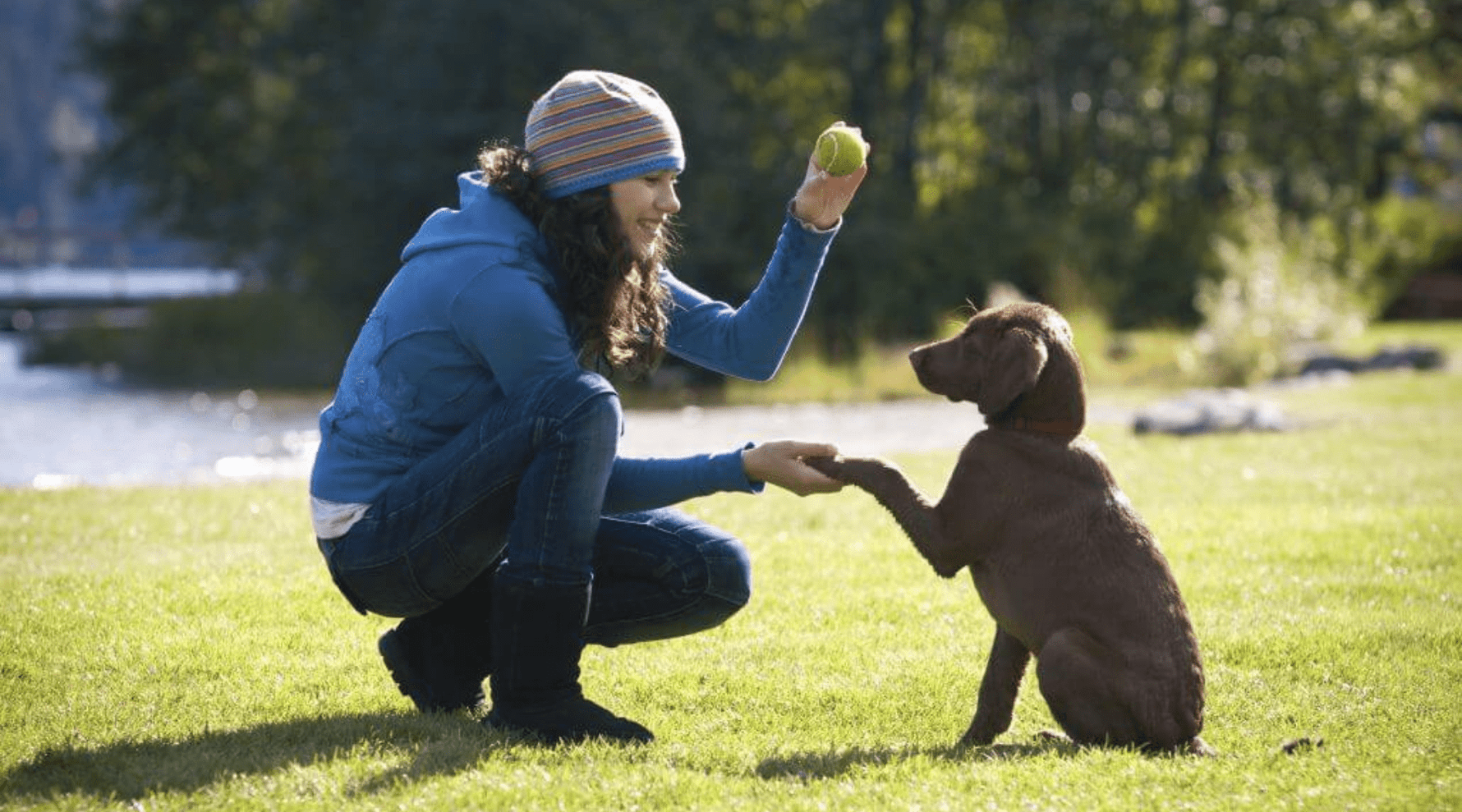 Tricks for Large Dogs: Essential Skills Every Big Pup Should Learn - Addiction Singapore