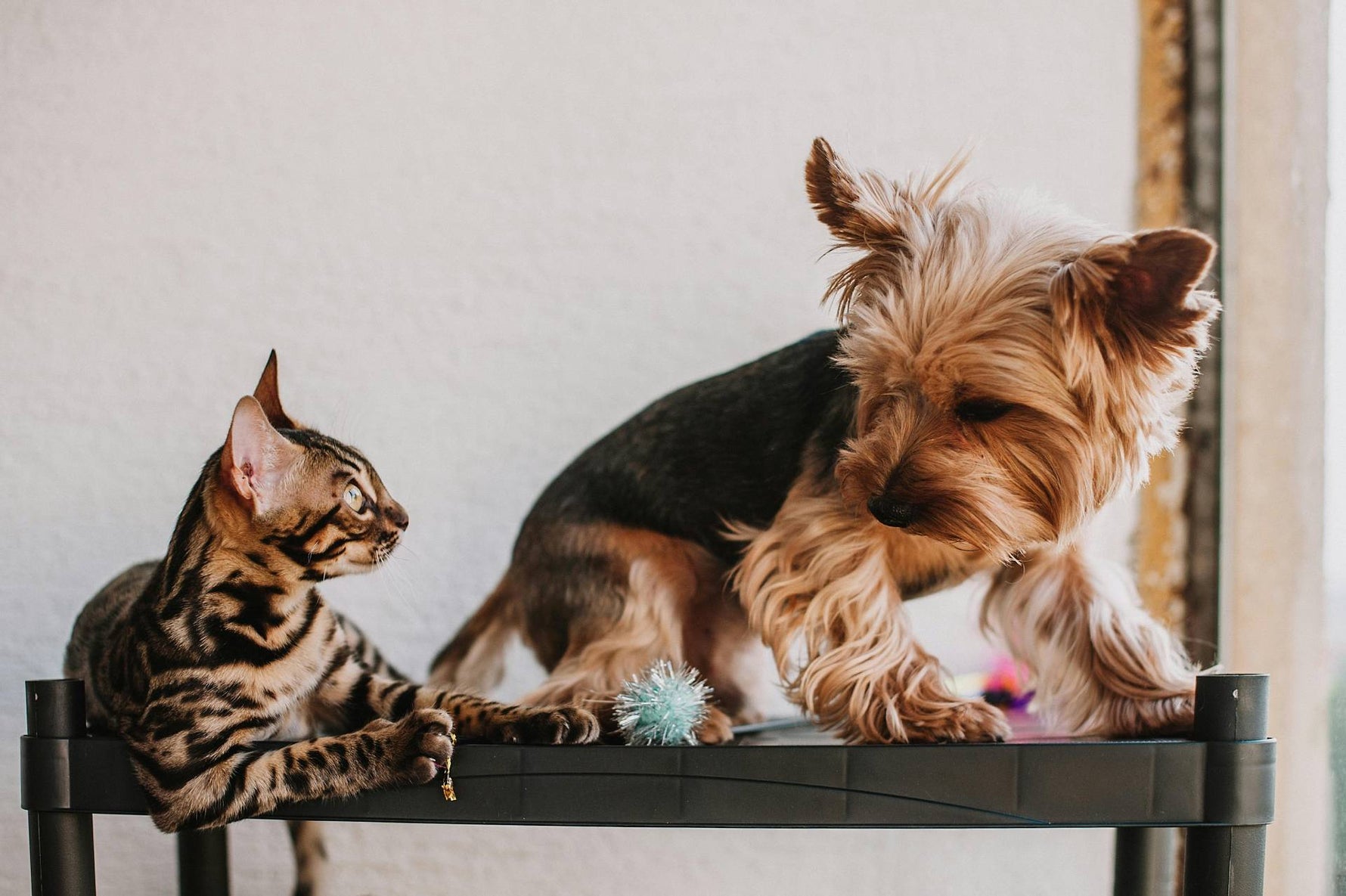 Understanding Pet Food Sensitivities: How to Support Your Pet's Skin and Tummy Health - Addiction Singapore