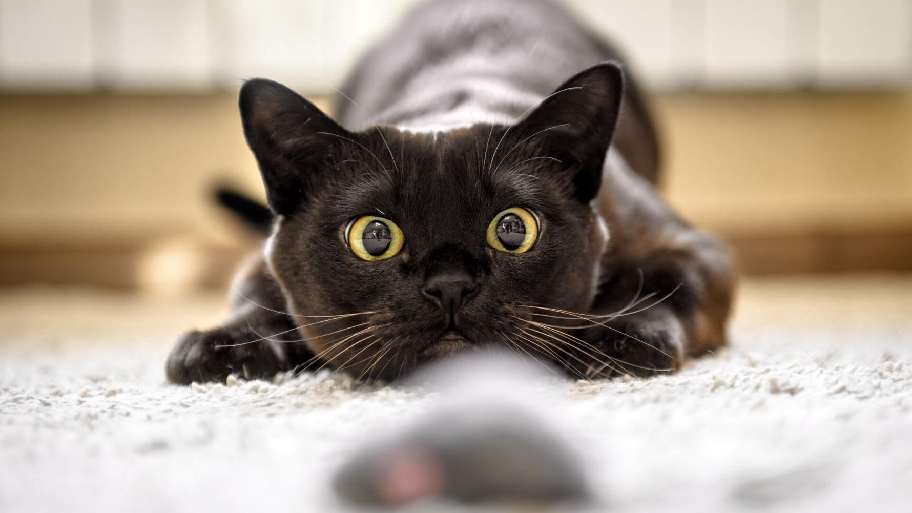 Unleashing the Power of a High-Protein Diet for Your Feline Hunter - Addiction Singapore