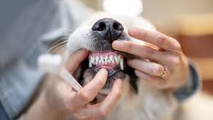 Unlock Your Dog's Best Smile: Expert Dental Care Secrets! - Addiction Singapore