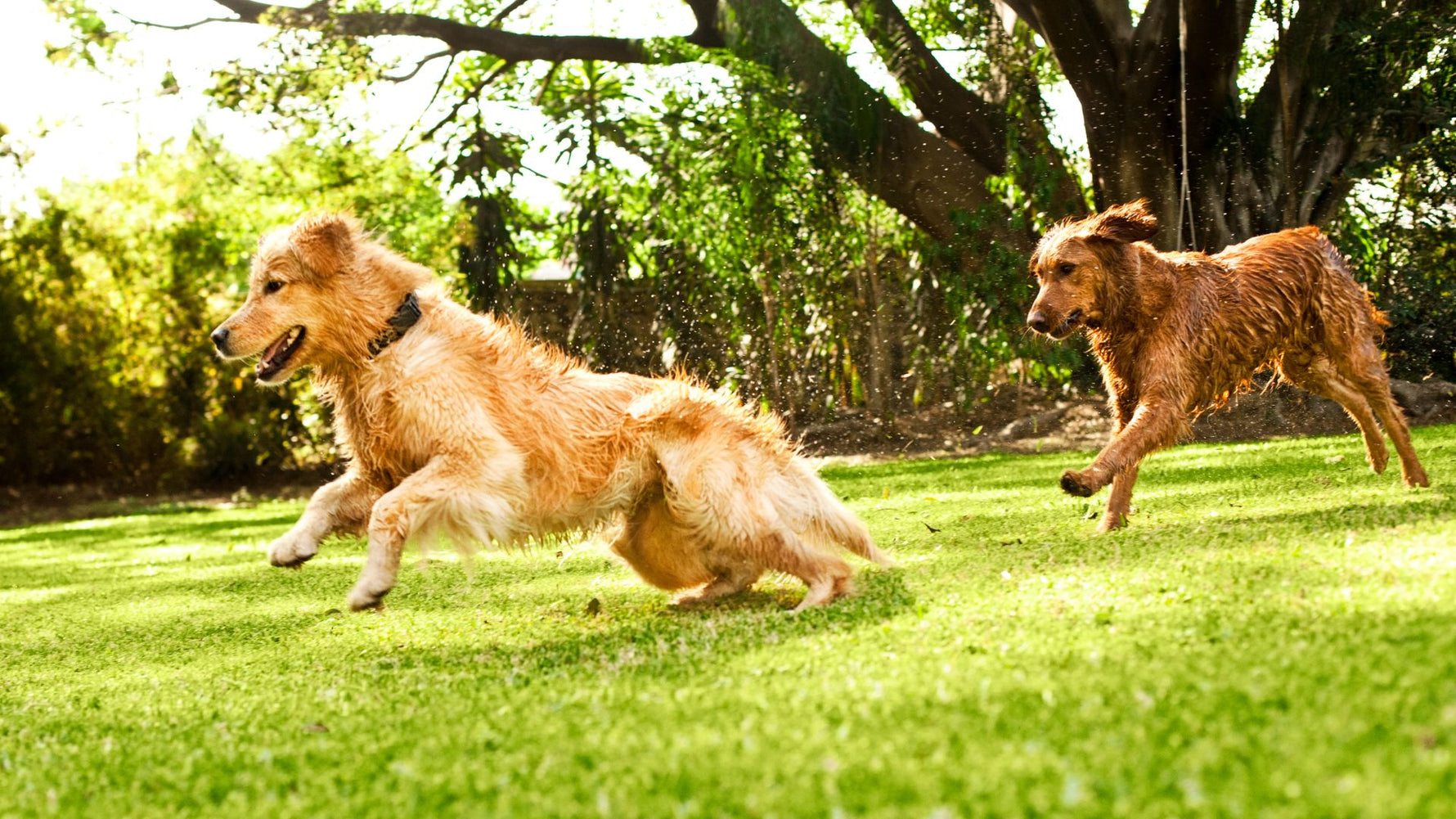 Unveiling Truths: Dogs on Plant-Based Diets - Addiction Singapore