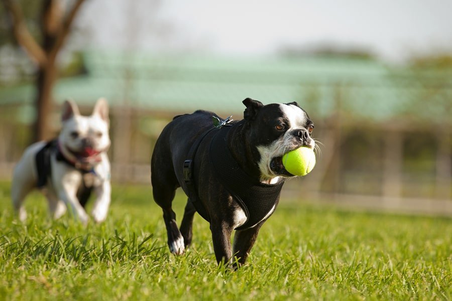 Weight Management for Dogs | Addiction SG - Addiction Singapore