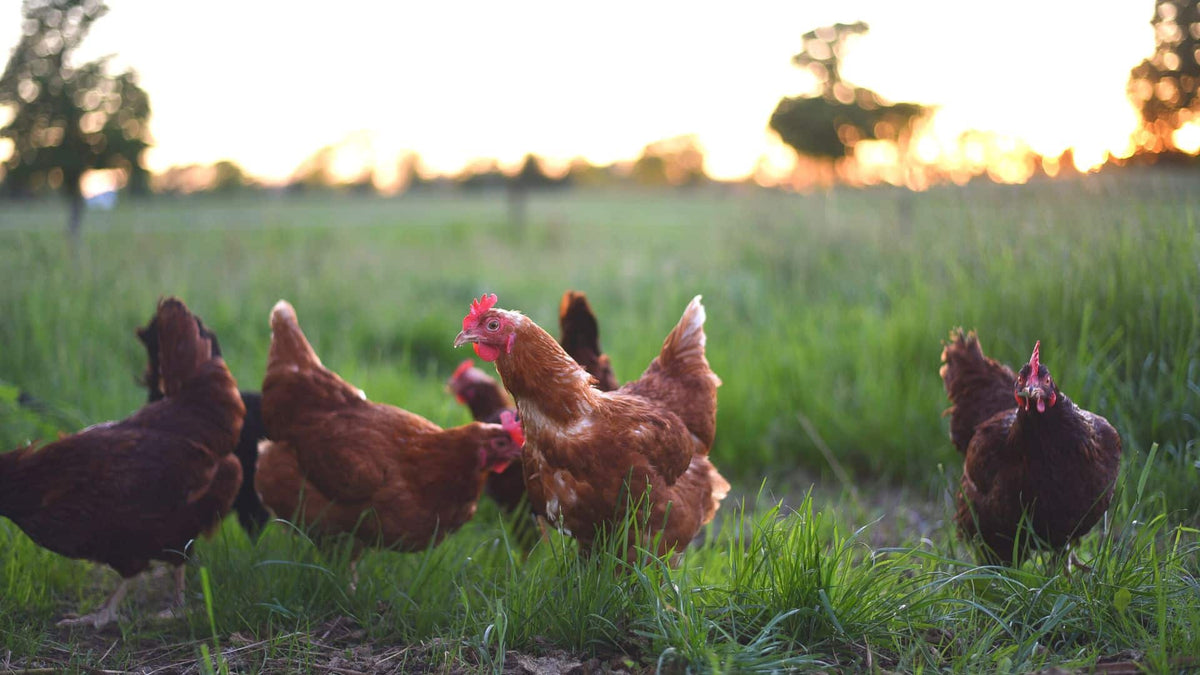 Why New Zealand Chicken is the Best for Your Cat - Addiction Singapore