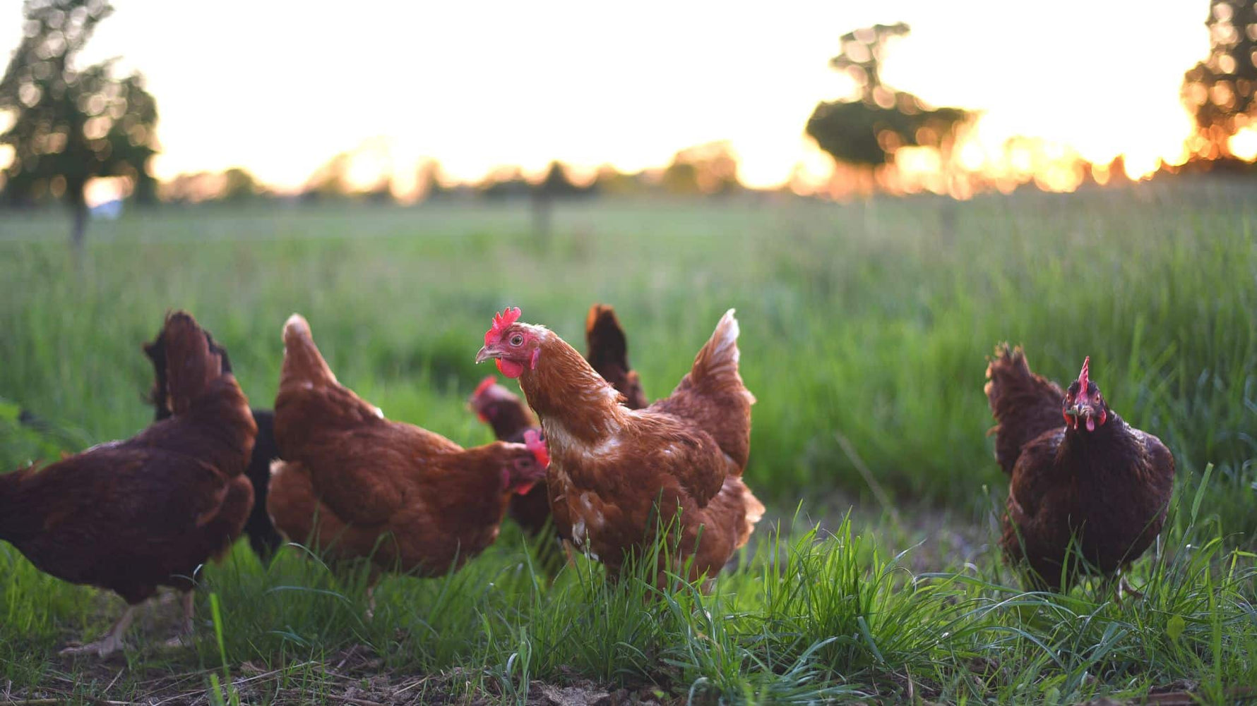 Why New Zealand Chicken is the Best for Your Cat - Addiction Singapore