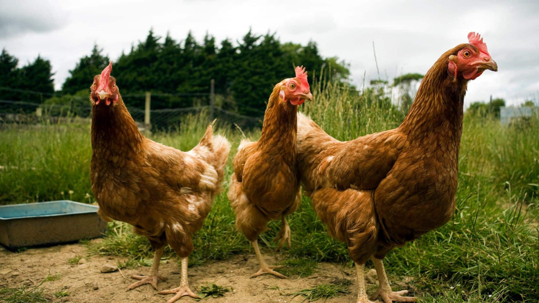 Why Your Cat’s New Zealand Chicken Beats Your Food - Addiction Singapore