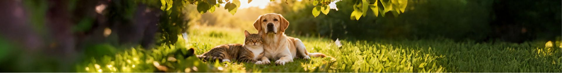 Skin & Gut Health For Dogs