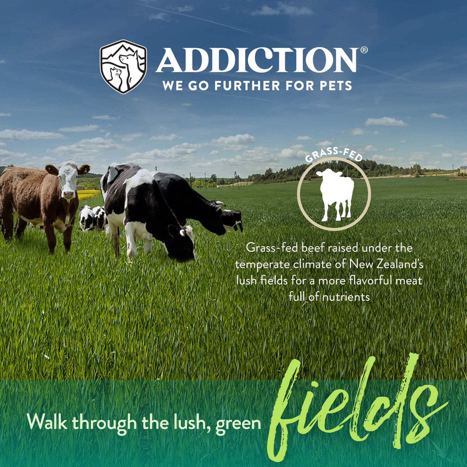 Steakhouse Beef & Zucchini Air-Dried Dog Food 910g