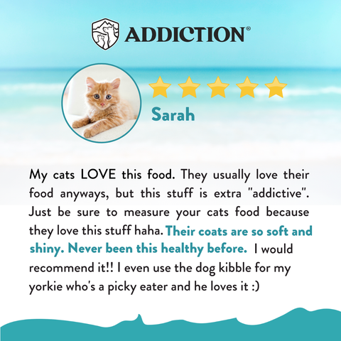 Addiction Salmon Bleu Dry Cat Food 1.8kg, 4.5kg