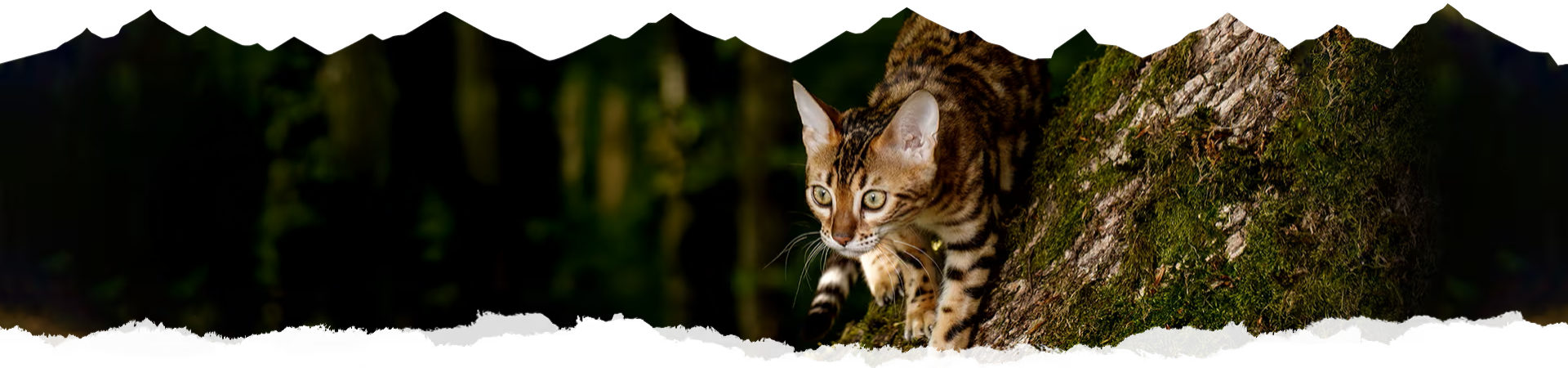 FOR CATS