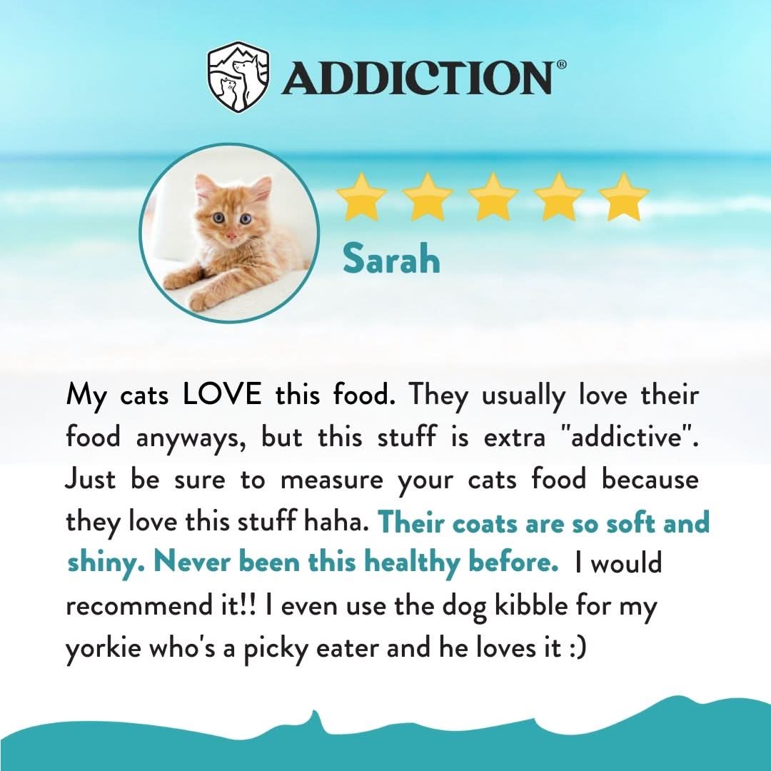 [Trial Pack Bundle] Salmon Bleu Grain-Free Dry Cat Food 5 x 60g - Addiction Singapore