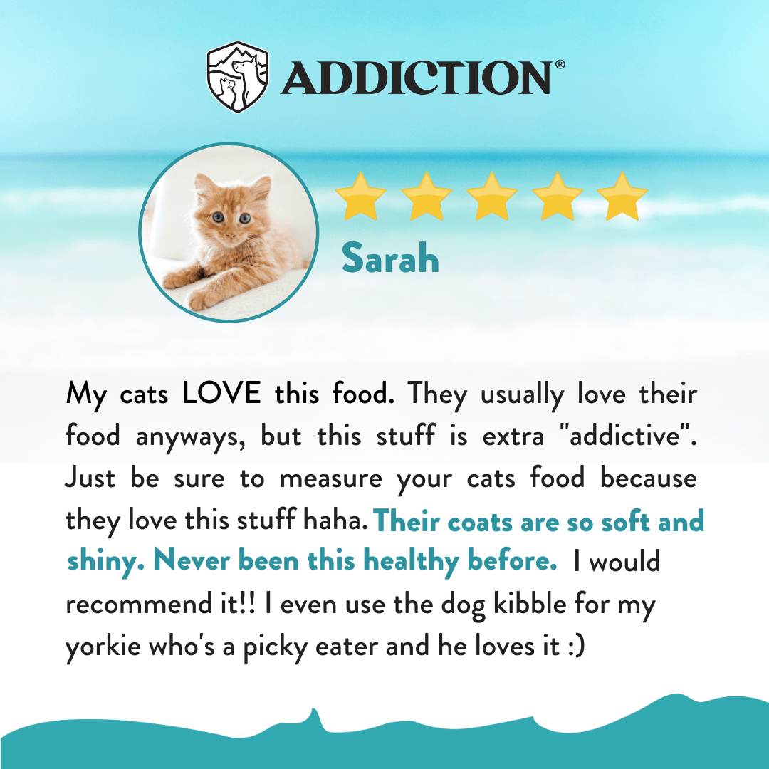 Salmon Bleu Dry Cat Food 1.8kg - Addiction Singapore